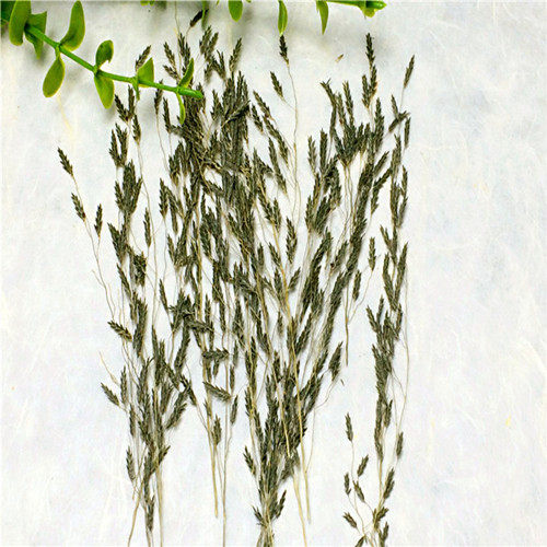 风动草 蚊子草diy手工花材天然真花植物教学干花标本滴胶干花