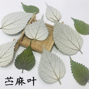 苎麻叶 野麻叶diy儿童植物干花标本装饰贴画框香薰蜡烛压花拓印