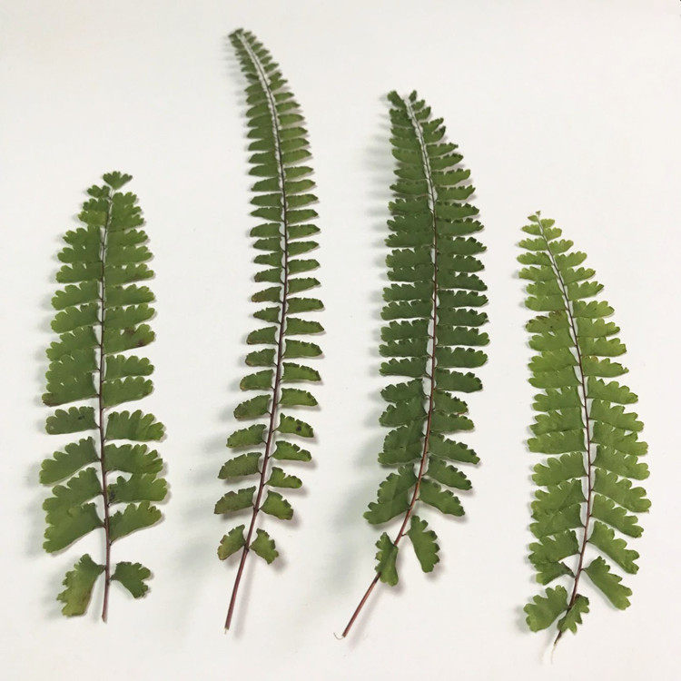 长尾蕨 幼儿园diy手工植物标干花/花瓣/干花包/