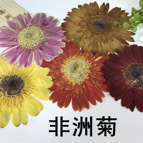 非洲菊 押花标本diy手工花材滴胶干花天然真花植物教学标本