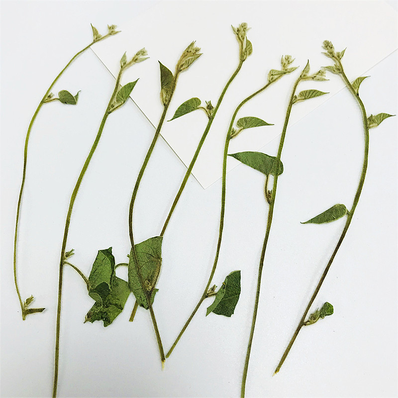 diy装饰干花压花贴画植物标本