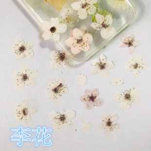 李花 diy滴胶干花手机壳押花画压花李子花幼儿园学生手工教学标本