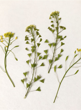 干花压花中草药植物标本