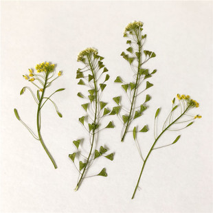 荠菜花 干花滴胶手机壳学生手工植物标本diy压花书签贺卡中草药