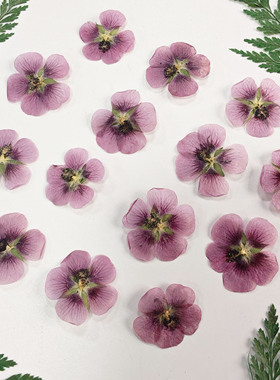 DIY手工压花干花标本装饰