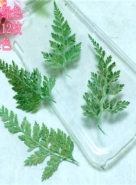 乌蕨 押花乌蕨标本押花材料DIY手工花材滴胶干花植物教学干花真花