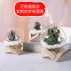 多肉玻璃花盆原木架生态瓶微景观创意可爱ins瓶苹果瓶铁架玻璃瓶