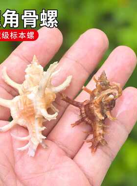 天然千手海螺贝壳螺鹿角骨螺鱼缸水族箱造景装饰摆件礼物标本收藏