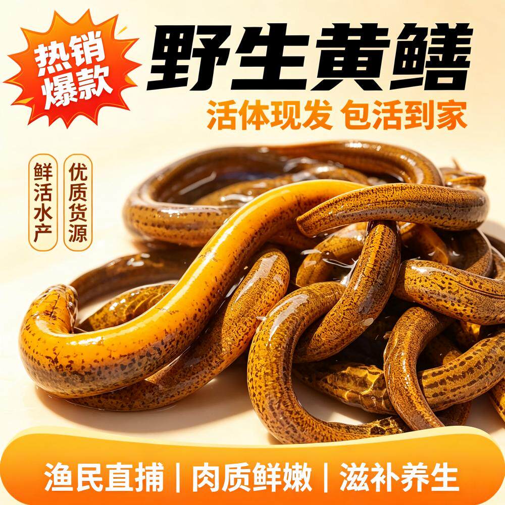 活体黄鳝野外捕捞顺丰包邮
