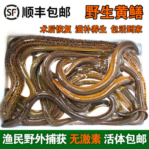 现捕现发鲜活大黄鳝顺丰包邮
