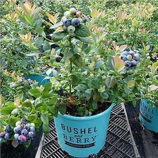蓝莓苗蓝莓树苗盆栽地栽带土南方北方种植当年结果蓝美一号果树苗