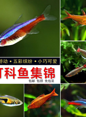 宝莲灯红绿灯孔雀鱼灯科鱼三角灯
