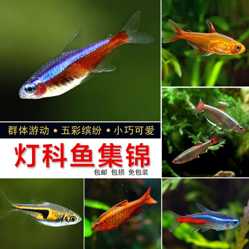 宝莲灯红绿灯孔雀鱼灯科鱼三角灯