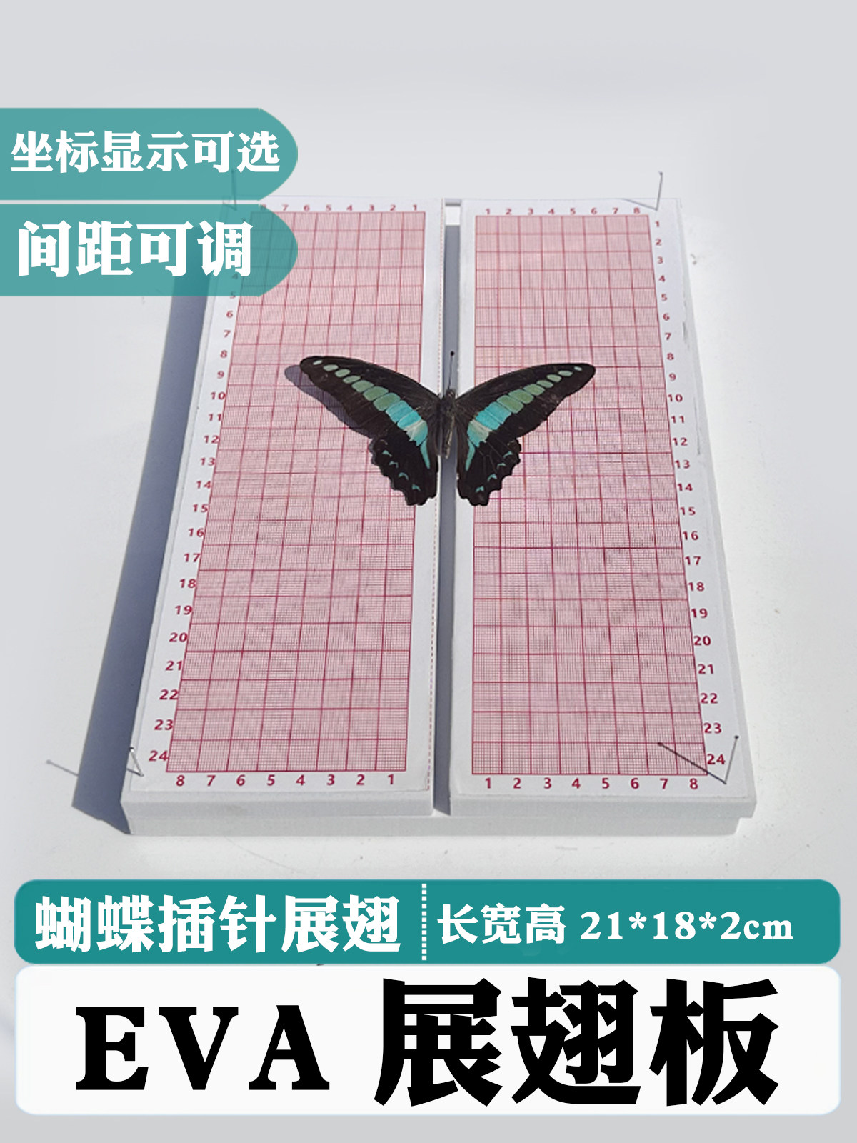 展翅版标本板昆虫蝴蝶定位板