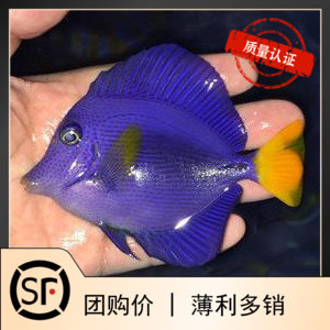 红海紫吊紫蓝海水鱼吊蓝吊小丑鱼