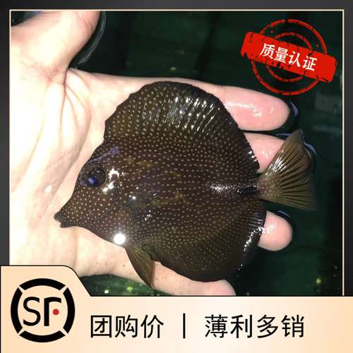 观赏鱼南非珍珠活体小丑鱼