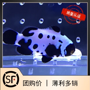 黑豹纹血印 海水鱼观赏鱼活体珊瑚小丑鱼