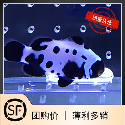 豹纹海水鱼观赏鱼活体珊瑚小丑鱼