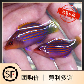 六线龙海水鱼活体八线龙小丑鱼