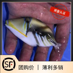 鸳鸯炮弹海水鱼小丑鱼珊瑚活体顺丰快递包活海水鱼