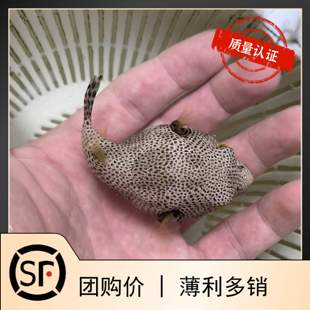 豹纹珍珠狗头鱼 河豚海水鱼观赏鱼小丑鱼活体珊瑚木瓜牛角