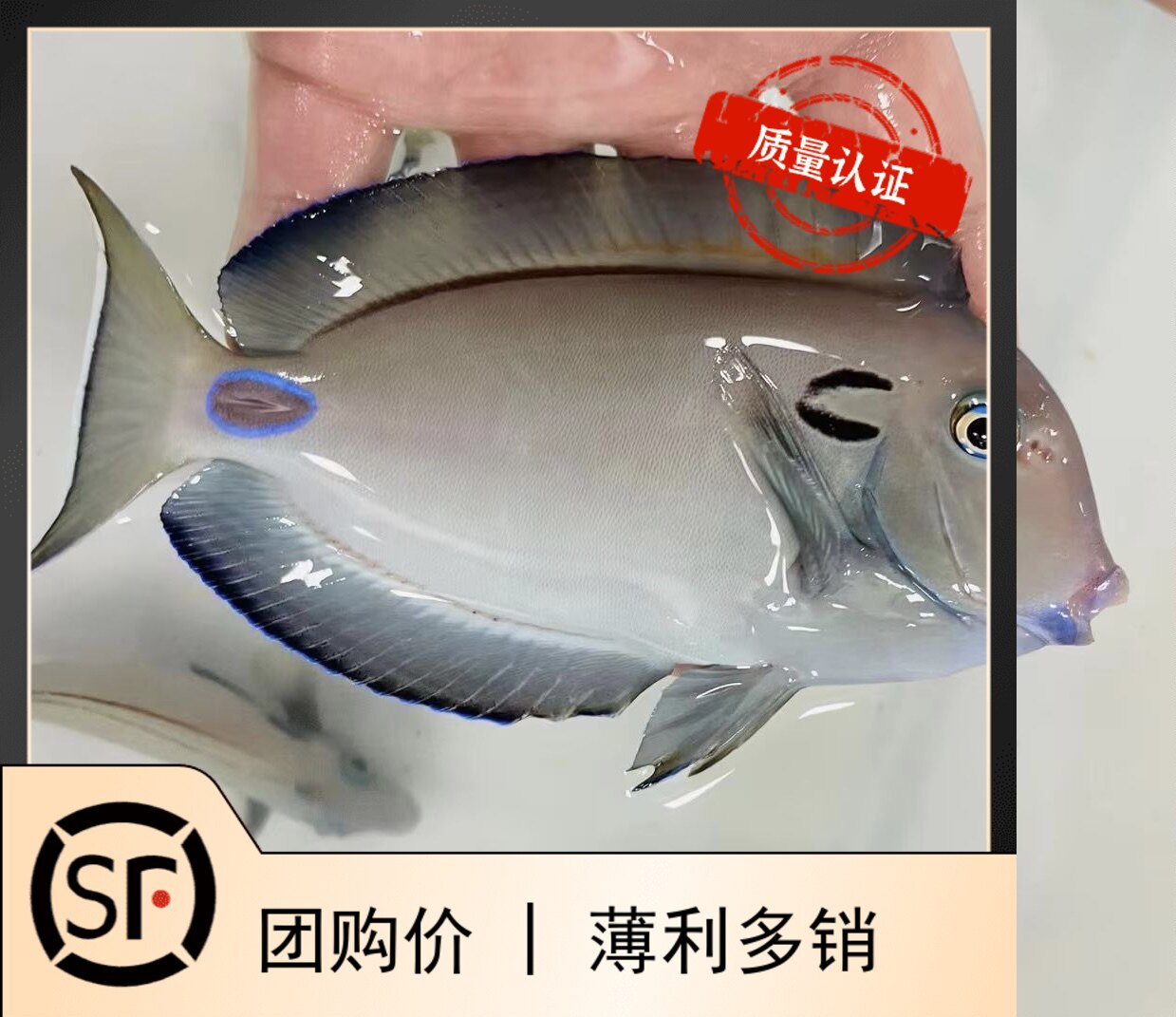 巴东耳斑吊 海水鱼观赏鱼小丑鱼活体珊瑚