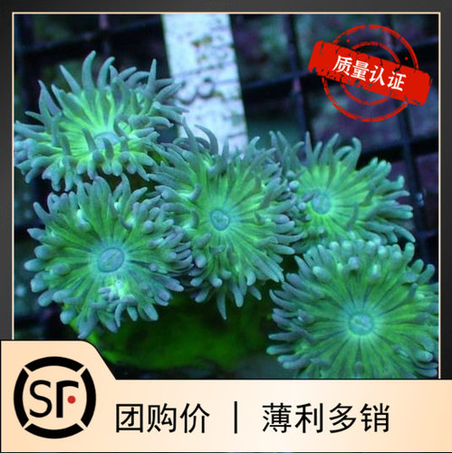 澳洲灯琴 海水鱼观赏鱼珊瑚活体小丑鱼/LPS - 封面