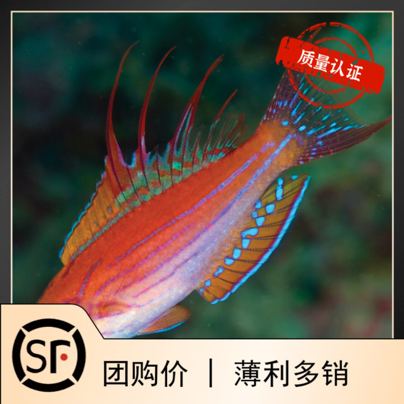 快闪龙 隆头鱼 海水鱼观赏鱼黄金吊活体珊瑚小丑鱼 火焰雀