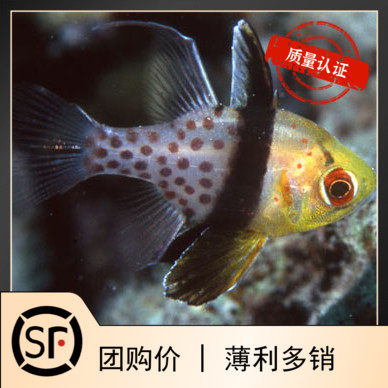 红眼玫瑰天竺科海水鱼