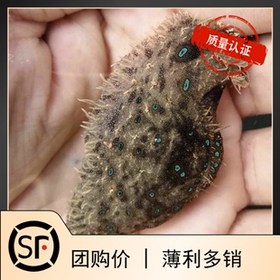 食苔海猪 食藻海猪 海水鱼小丑鱼活体珊瑚除绿丝藻