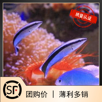 医生虾活体珊瑚海水鱼