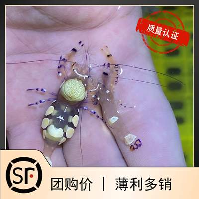 对装海葵活体珊瑚小丑鱼