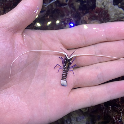 蓝龙虾海水观赏鱼小丑鱼活体