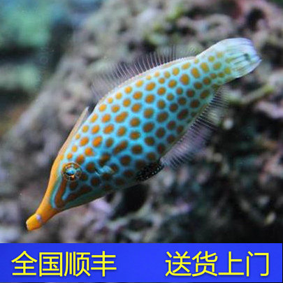 玉米炮弹魔鬼炮弹鸳鸯炮弹海水鱼小丑鱼珊瑚活体海水鱼_虎窝淘