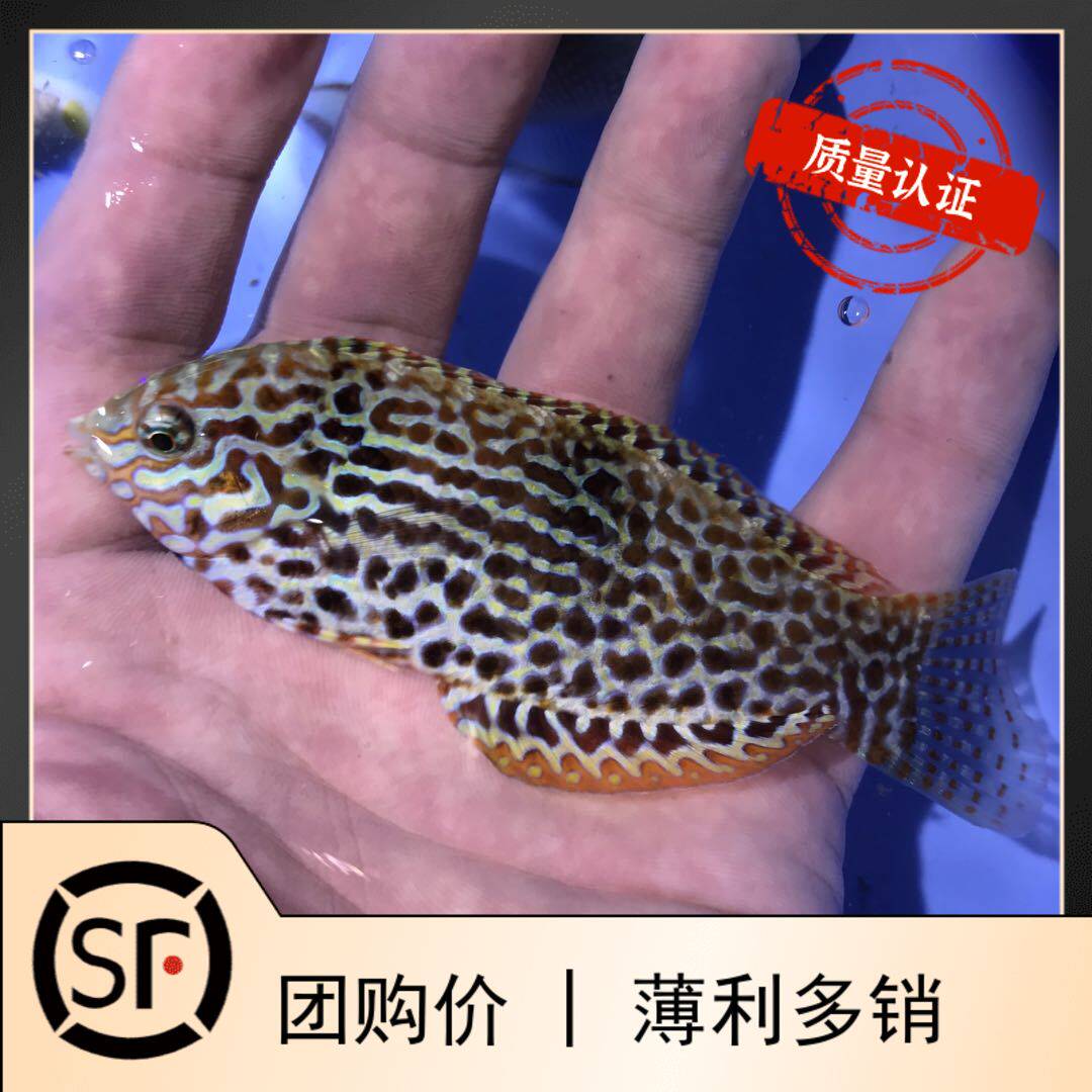 马代东非豹纹龙 花豹龙 海水鱼观赏鱼小丑鱼活体珊瑚