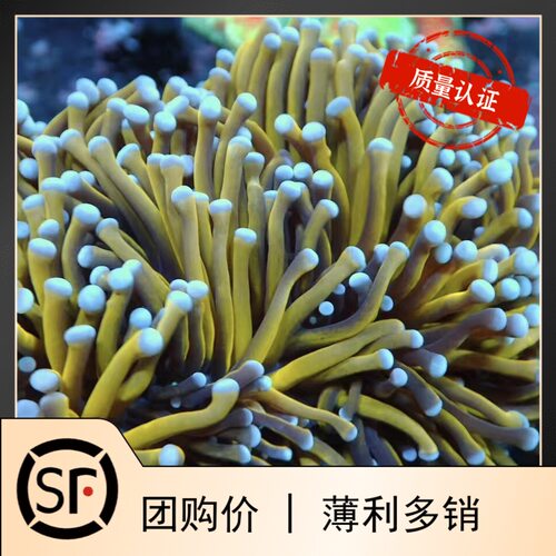 澳洲金火柴头 印尼绿火柴海水鱼小丑鱼活体珊瑚澳金