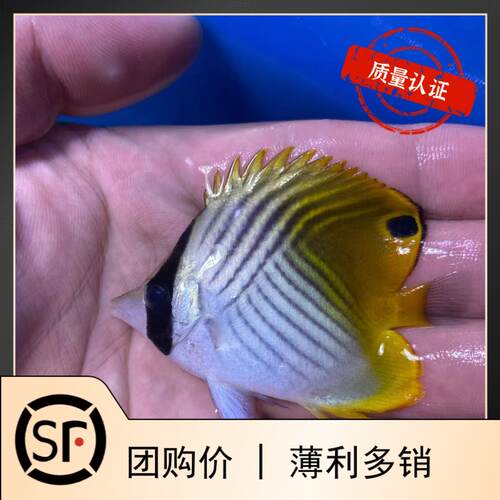 网蝶鲽鱼科人字蝶活体蓝吊小丑鱼