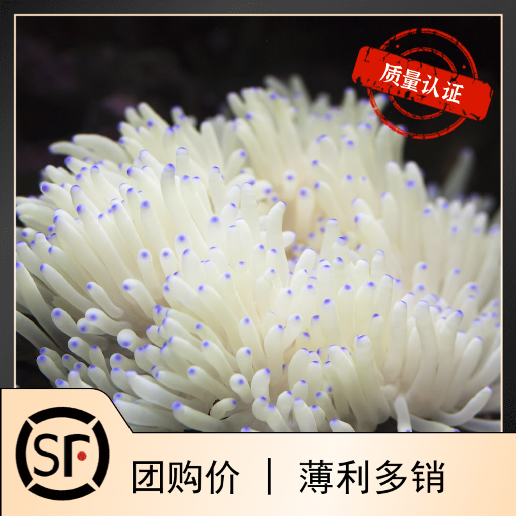 紫点白葵珊瑚活体地毯海水鱼