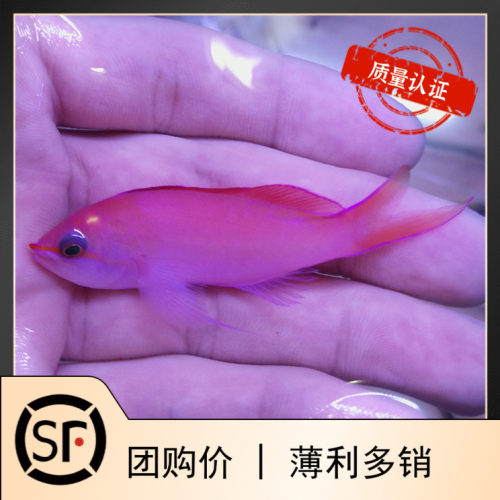 紫罗兰活体小丑鱼