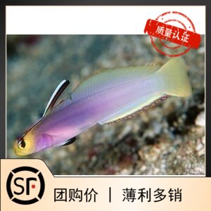 紫玉雷达 夏威夷大溪地火鸟 海水鱼珊瑚活体小丑鱼