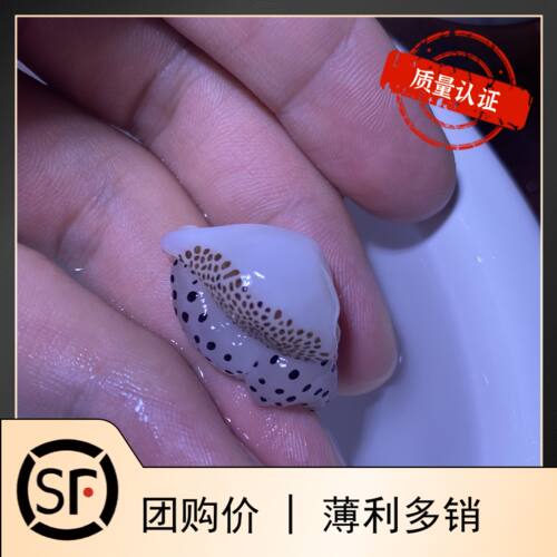 食藻螺清洁虾 金环清洁螺海水鱼观赏鱼活体珊瑚小丑鱼