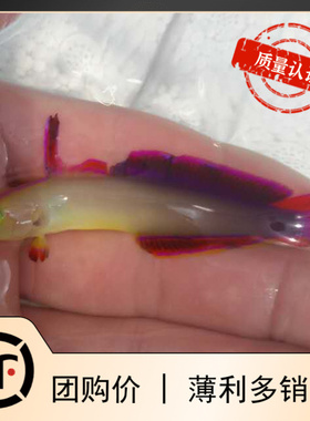 双色雷达紫雷达 大溪地火鸟海水鱼小丑鱼蓝吊活体珊瑚紫玉雷达