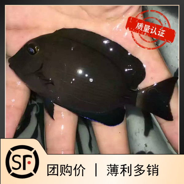 海水鱼蓝眼海水鱼观赏鱼小丑鱼