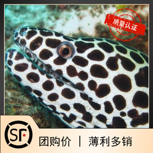 鳗鱼海水鱼活体珊瑚小丑鱼 斑马鳗