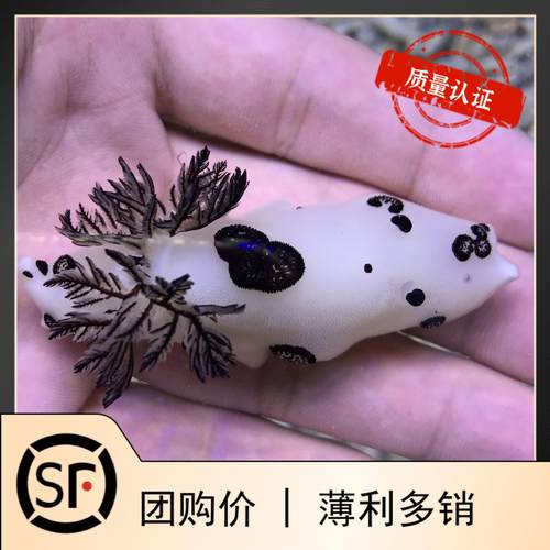 白海兔海蛞蝓小丑鱼活体海水鱼