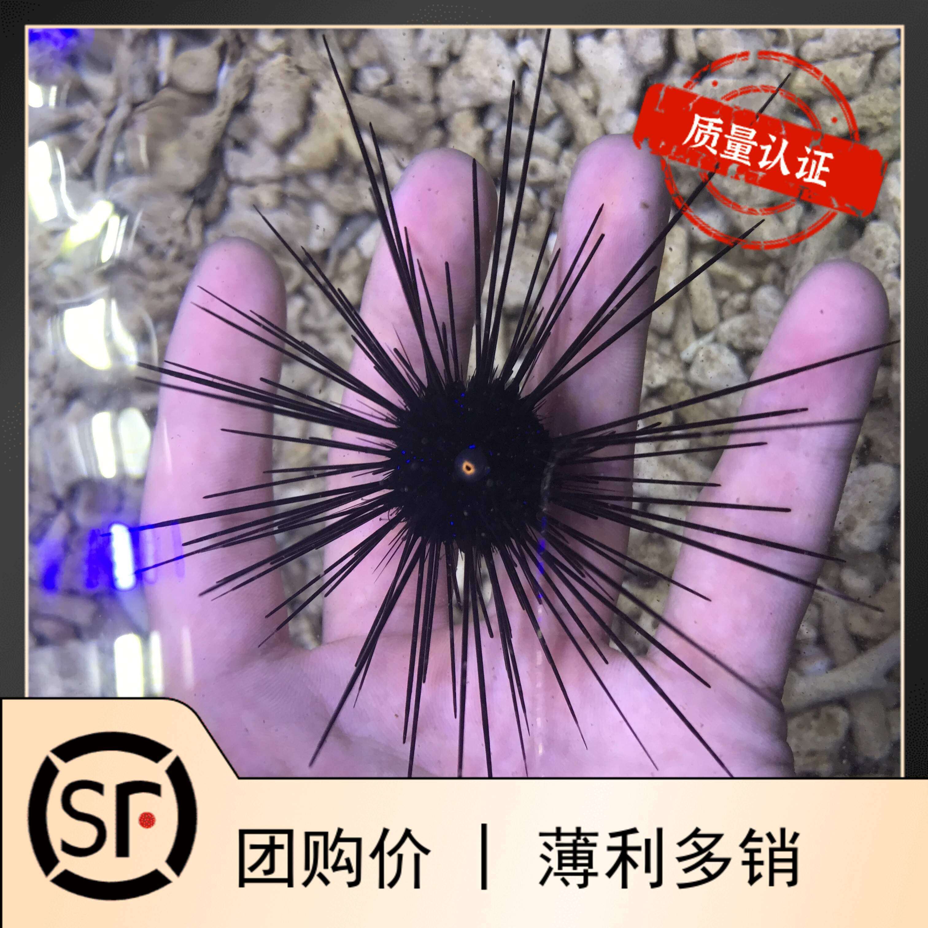 长刺海胆 魔鬼海胆活体海水鱼观赏鱼海葵小丑鱼软体珊瑚活体食藻