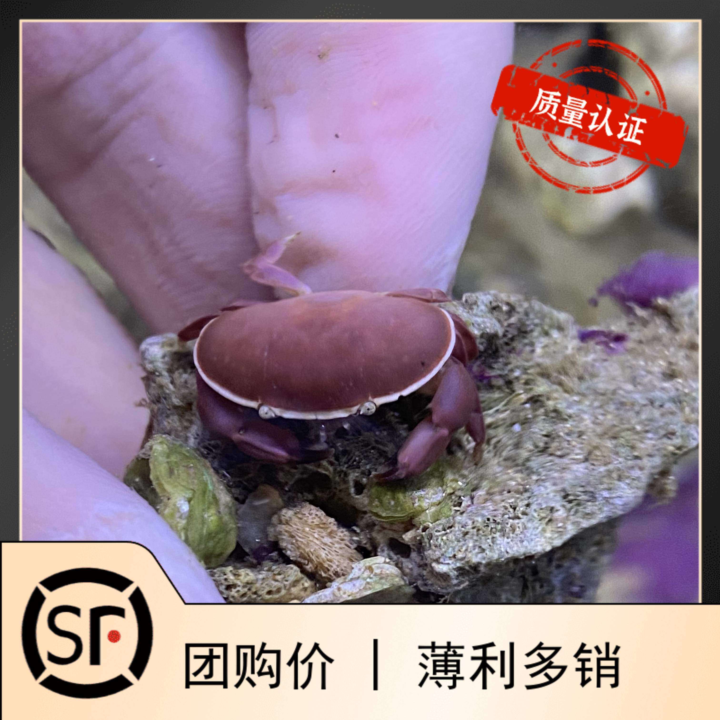 面包蟹 海水鱼观赏鱼小丑鱼活体珊瑚