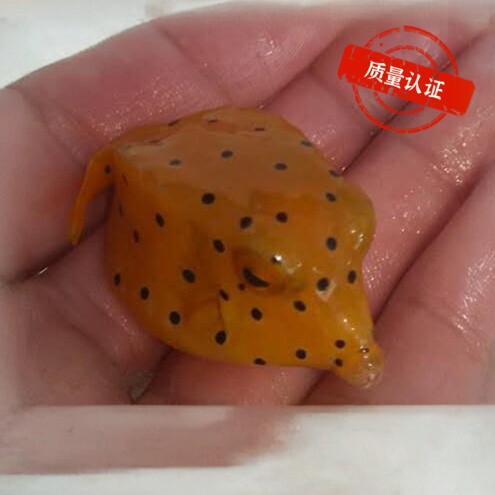 黄木瓜牛角黑金木瓜海水鱼观赏鱼小丑鱼活体珊瑚