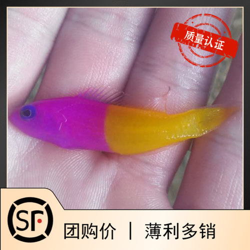 美国鬼王印尼菲律宾双色小丑鱼