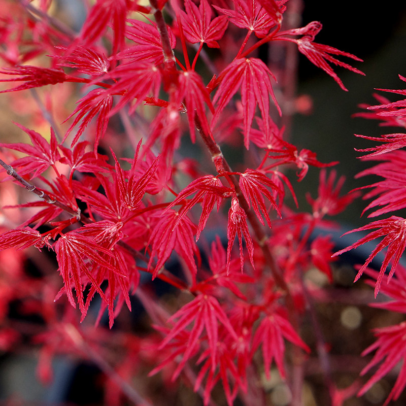 红枫树苗日本红枫美国红枫苗中国红四季红庭院绿化盆栽黄金枫树苗